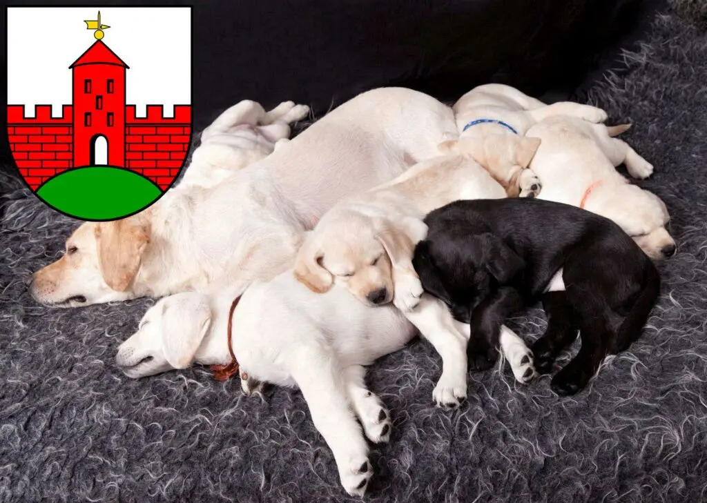 Labrador Züchter mit Welpen Zirndorf, Bayern