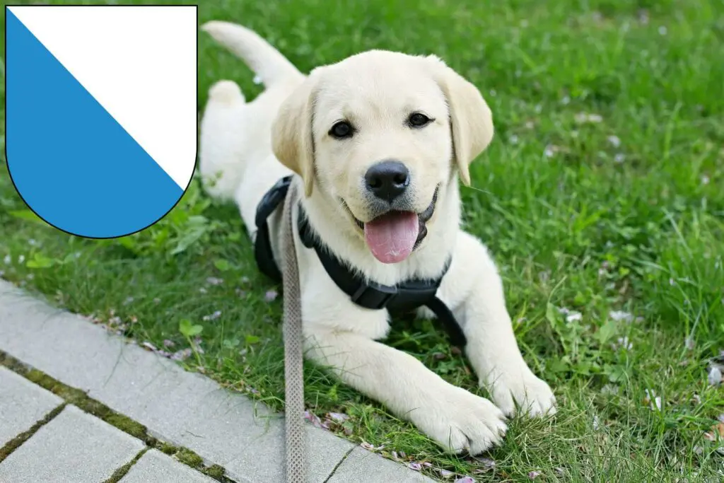 Labrador Züchter mit Welpen Zürich, Schweiz