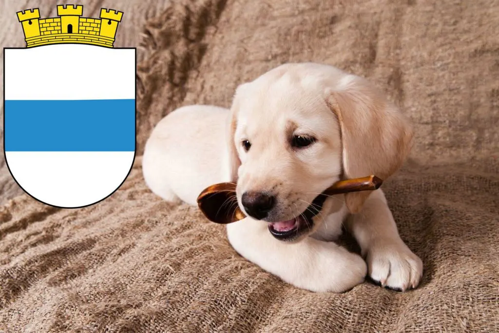 Labrador Züchter mit Welpen Zug, Schweiz