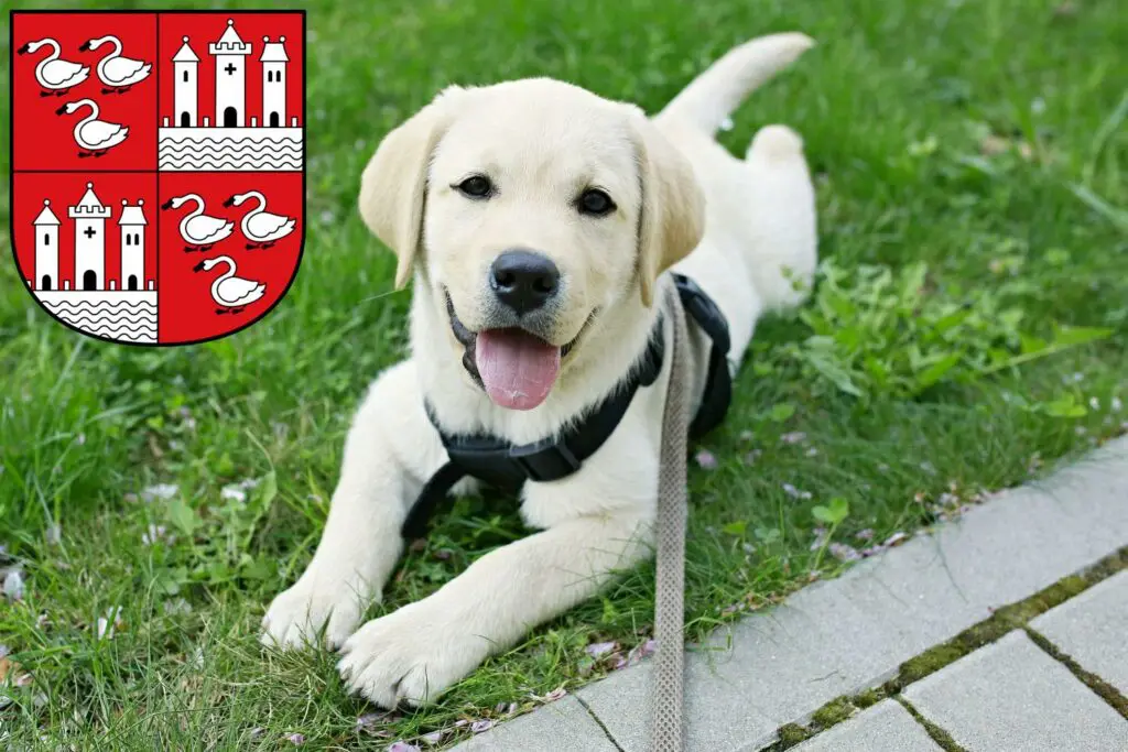 Labrador Züchter mit Welpen Zwickau, Sachsen