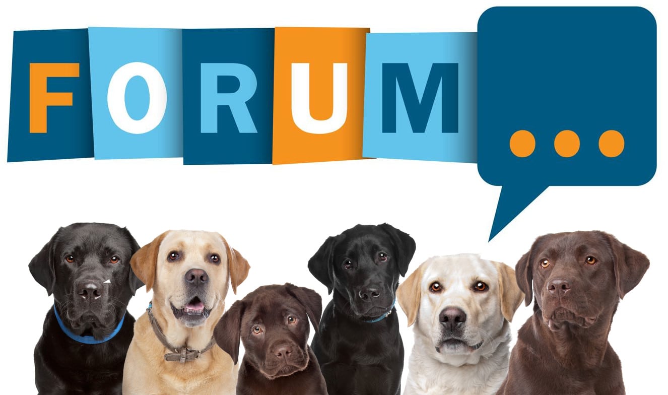 Labrador Forum - Fragen und Antworten zum Labrador