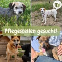 Pflegestellen/Endstellen dringend benötigt: Am 16.06.23 und am 21.07.23 geht der Transporter.