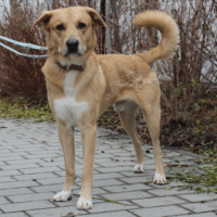 HARALD - Schäferhund-Labrador Mix - geboren März 2020