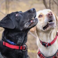 Lydia + Basti - geb. 2014/2016 „gemütliches Hunde-Duo“