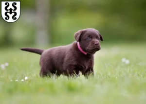 Mehr über den Artikel erfahren Labrador Züchter und Welpen in Bad Dürkheim