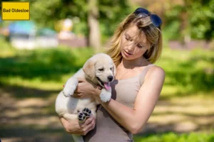 Mehr über den Artikel erfahren Labrador Züchter und Welpen in Bad Oldesloe
