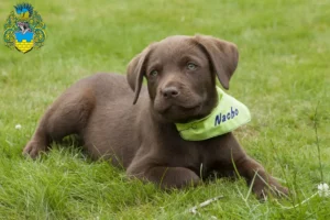 Mehr über den Artikel erfahren Labrador Züchter und Welpen in Bautzen
