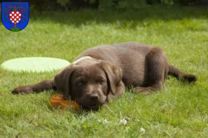 Mehr über den Artikel erfahren Labrador Züchter und Welpen in Birkenfeld (Nahe)