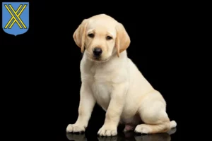 Mehr über den Artikel erfahren Labrador Züchter und Welpen in Castrop-Rauxel