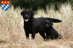 Mehr über den Artikel erfahren Labrador Züchter und Welpen in Dingolfing