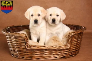 Mehr über den Artikel erfahren Labrador Züchter und Welpen in Emden
