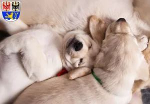 Mehr über den Artikel erfahren Labrador Züchter und Welpen in Erlangen