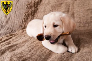 Mehr über den Artikel erfahren Labrador Züchter und Welpen in Esslingen am Neckar