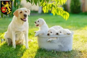 Mehr über den Artikel erfahren Labrador Züchter und Welpen in Frankenthal (Pfalz)