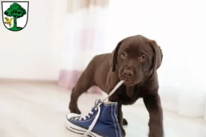 Mehr über den Artikel erfahren Labrador Züchter und Welpen in Freyung