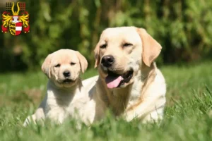 Mehr über den Artikel erfahren Labrador Züchter und Welpen in Kärnten