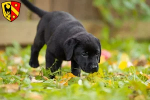 Mehr über den Artikel erfahren Labrador Züchter und Welpen in Kaufbeuren