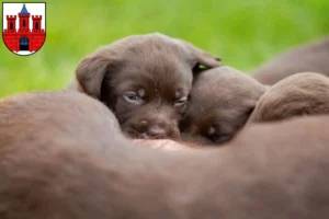 Mehr über den Artikel erfahren Labrador Züchter und Welpen in Köthen (Anhalt)