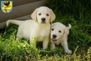 Mehr über den Artikel erfahren Labrador Züchter und Welpen in Ludwigsburg
