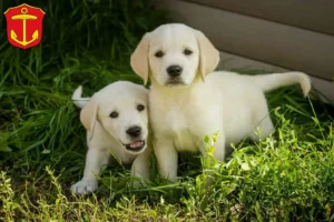 Mehr über den Artikel erfahren Labrador Züchter und Welpen in Ludwigshafen
