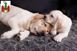 Mehr über den Artikel erfahren Labrador Züchter und Welpen in Magdeburg
