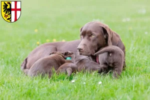 Mehr über den Artikel erfahren Labrador Züchter und Welpen in Memmingen