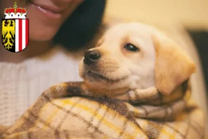 Mehr über den Artikel erfahren Labrador Züchter und Welpen in Oberösterreich