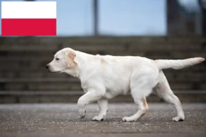 Mehr über den Artikel erfahren Labrador Züchter und Welpen in Polen