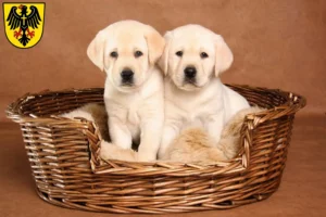 Mehr über den Artikel erfahren Labrador Züchter und Welpen in Rottweil