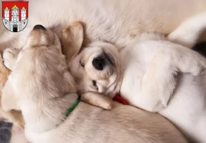 Mehr über den Artikel erfahren Labrador Züchter und Welpen in Salzburg
