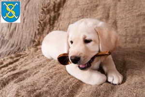 Mehr über den Artikel erfahren Labrador Züchter und Welpen in Sangerhausen