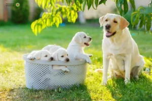 Mehr über den Artikel erfahren Labrador Züchter und Welpen im Schwarzwald