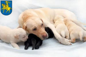 Mehr über den Artikel erfahren Labrador Züchter und Welpen in Schwerin