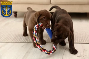 Mehr über den Artikel erfahren Labrador Züchter und Welpen in Solingen