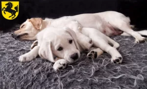 Mehr über den Artikel erfahren Labrador Züchter und Welpen in Stuttgart