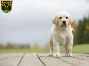 Mehr über den Artikel erfahren Labrador Züchter und Welpen in Traunstein