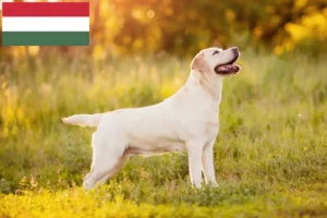 Mehr über den Artikel erfahren Labrador Züchter und Welpen in Ungarn