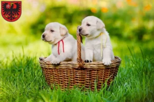 Mehr über den Artikel erfahren Labrador Züchter und Welpen in Wetzlar