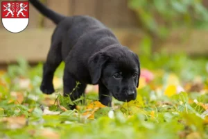 Mehr über den Artikel erfahren Labrador Züchter und Welpen in Witten