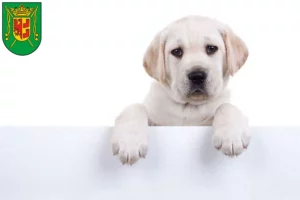 Mehr über den Artikel erfahren Labrador Züchter und Welpen in Wittmund