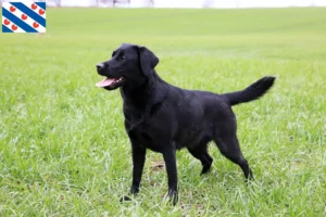 Mehr über den Artikel erfahren Labrador Züchter und Welpen in Friesland