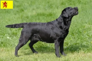 Mehr über den Artikel erfahren Labrador Züchter und Welpen in Südholland