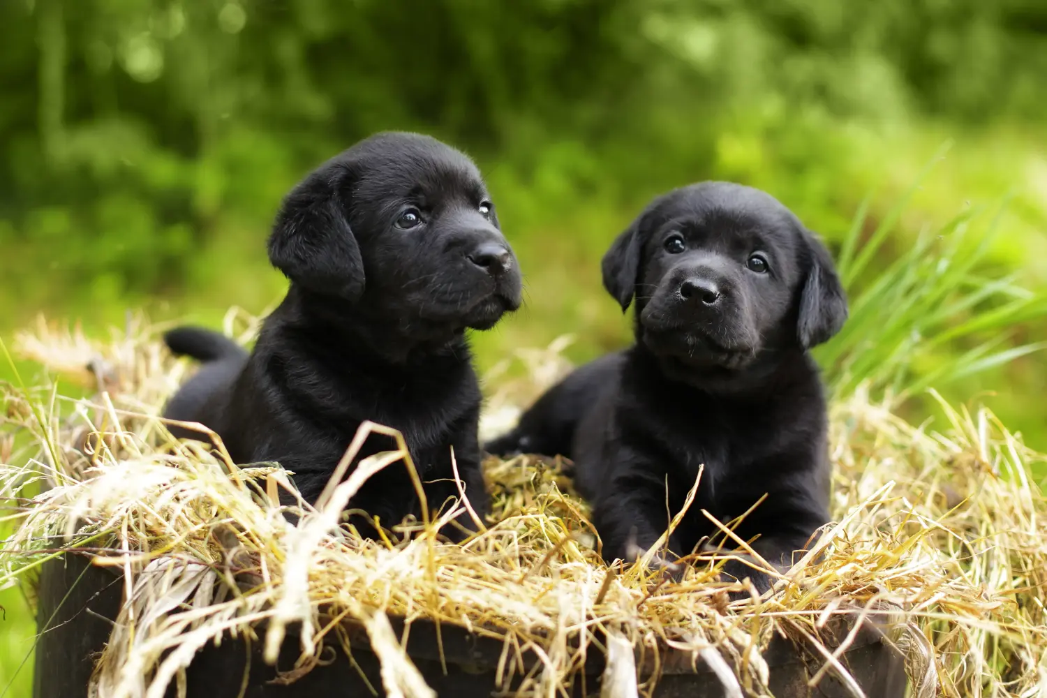 Einen Labrador Welpen zu kaufen, bedeutet Verantwortung zu übernehmen! Labrador Welpen kaufen.