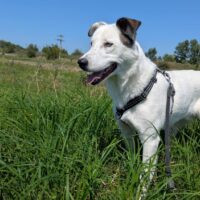 Ryder, Rüde, Geb. ca. Mitte November 2023 (versch. Augenfarben) - mit Videos