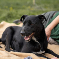 Ferco - auf Pflegestelle in 96328 Küps