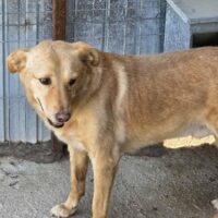 KALLE - mit Video-Link