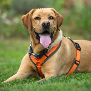 Miniaturansicht für das Anzeigenbild