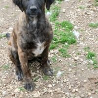 Andji, Süßer Labrador Mix, die Schwester von Berta :D