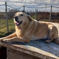 BEBI - eine wunderbare Hundedame!