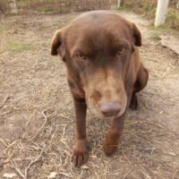 COKI - liebt Schmusen, Spielen und Leckerlies!